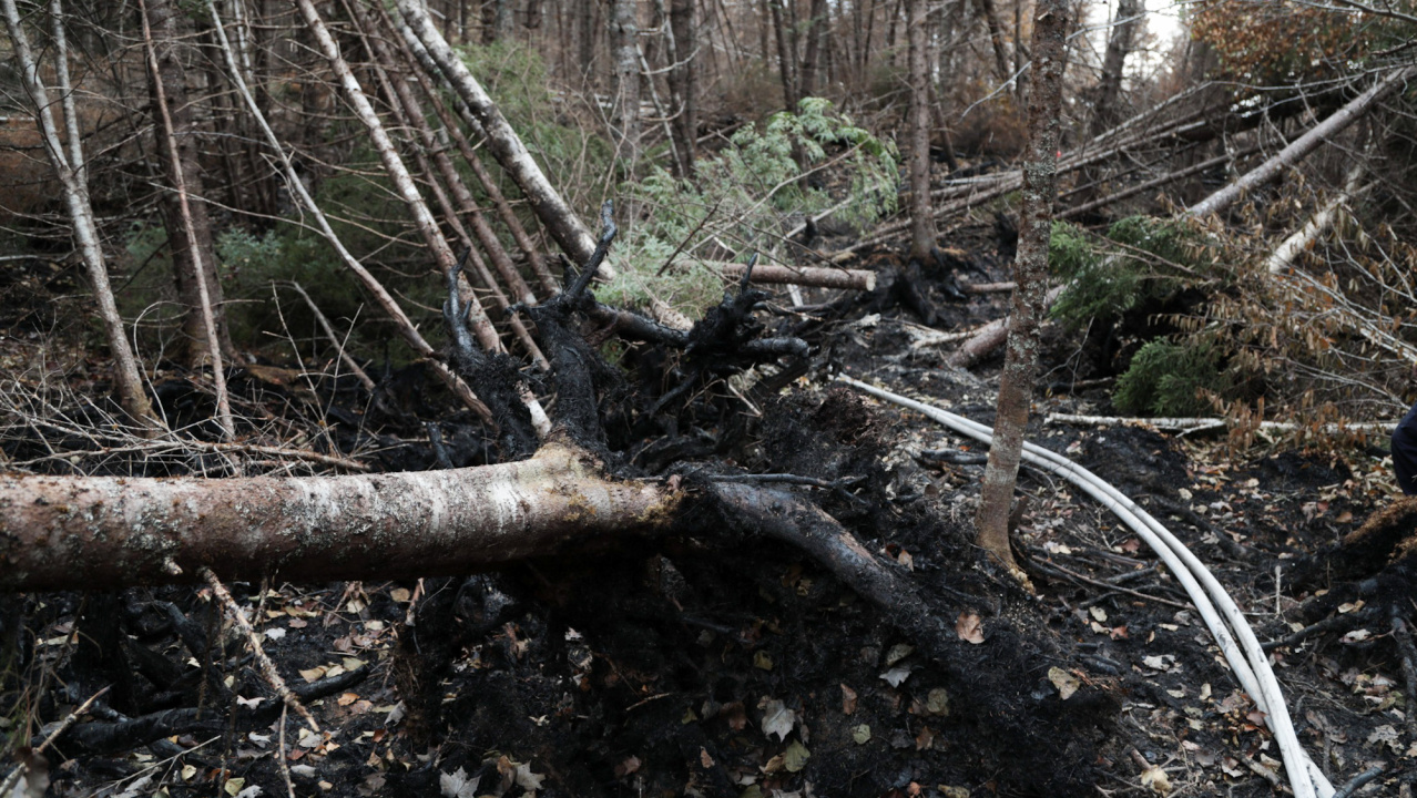 A fire hose stretches around the burnt roots of fallen trees at Paradise Lake. When wildfire burns deep, tree roots are weakened and trees can easily topple