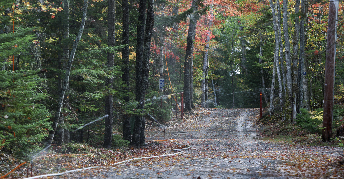 A woods road