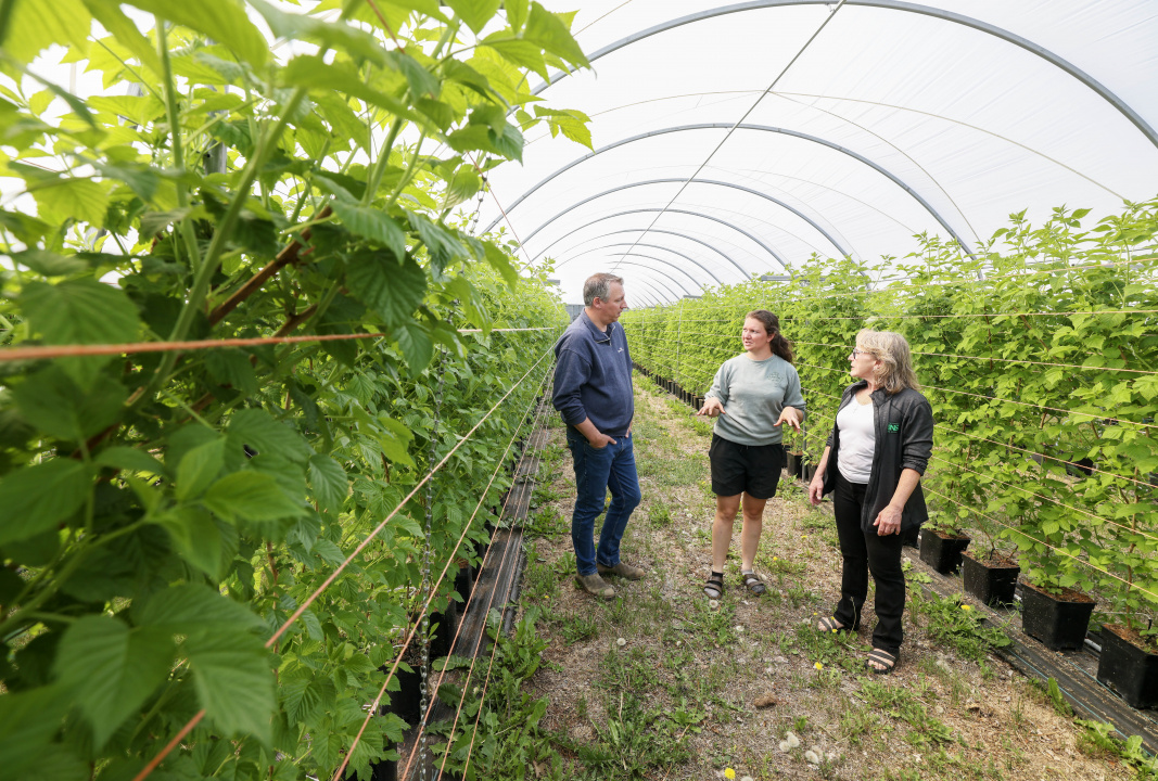 Three people inside a commercial greenhouse.
