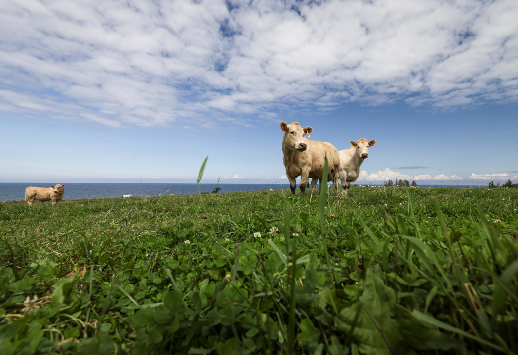 Cows in a pasture.