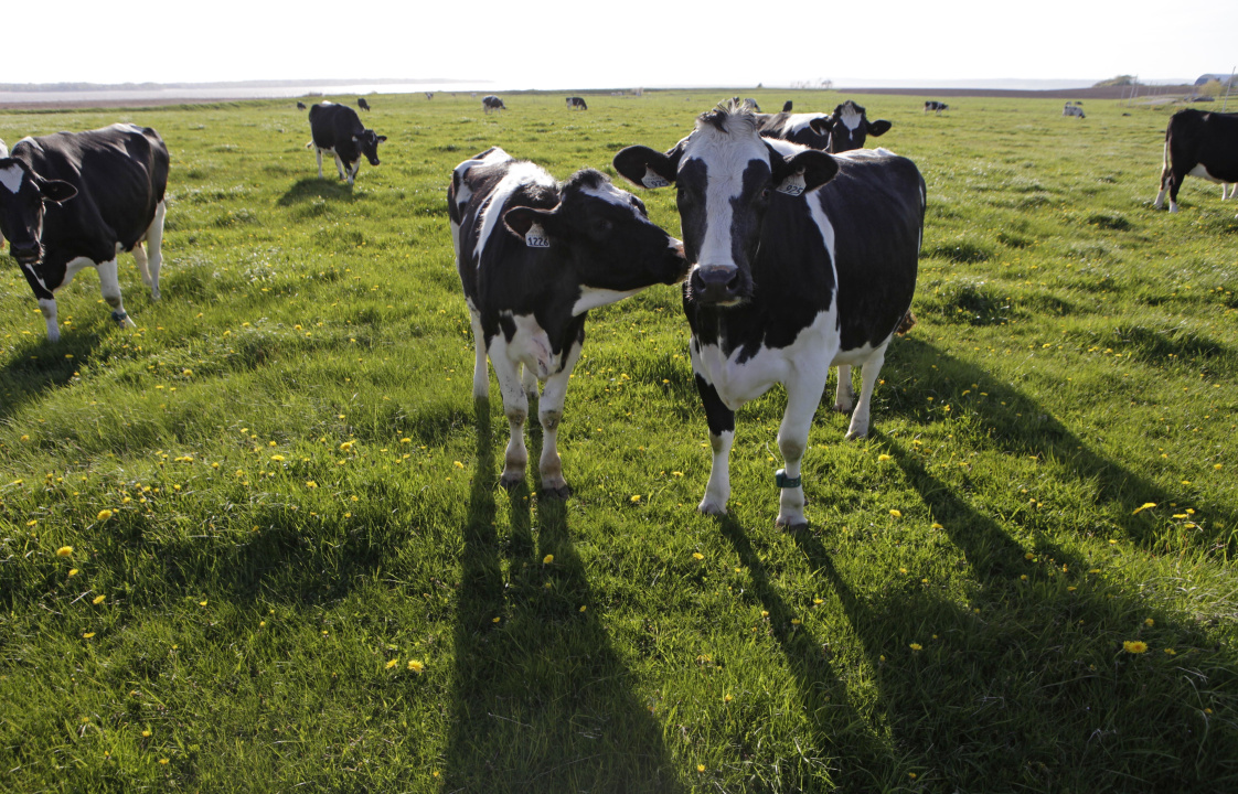 Dairy cows in a field.