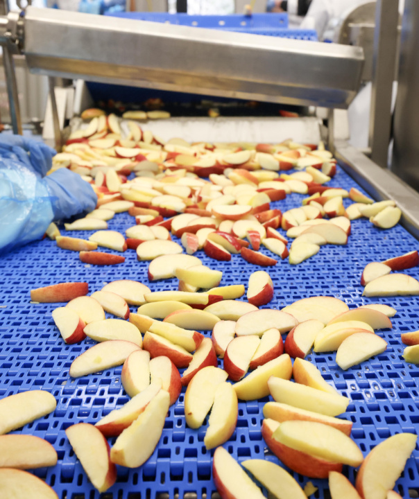 apple slices on the assembly line.
