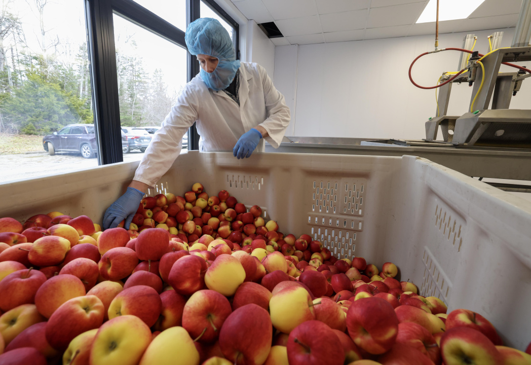 A worker wearing protective equipment loads an apple slicer.
