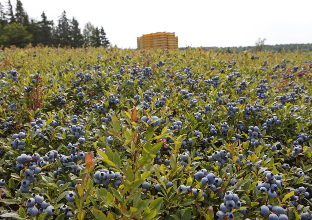 Field of blueberries