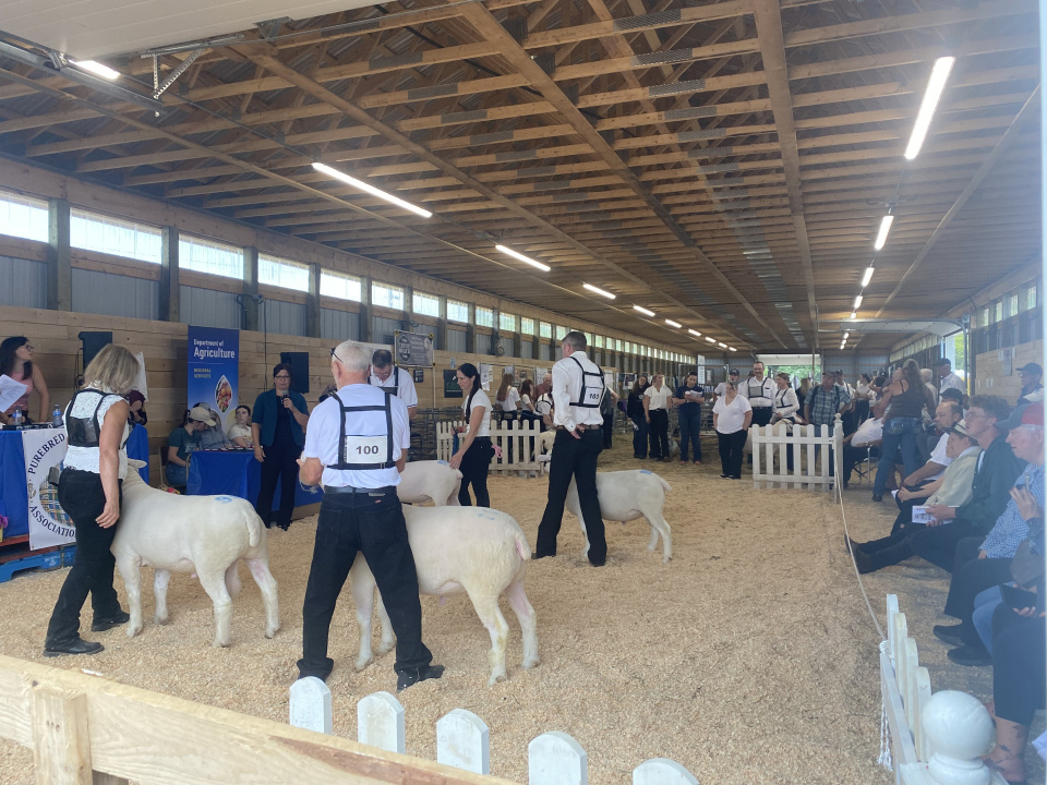 People exhibiting sheep in a barn