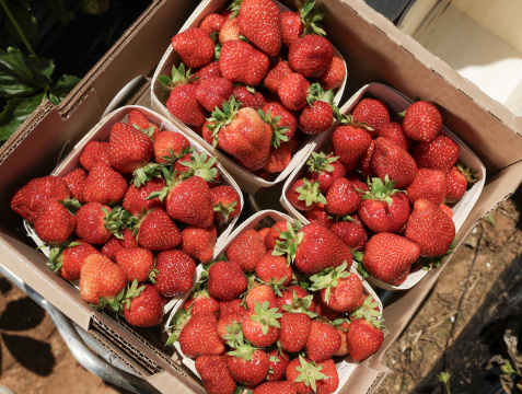 Four boxes of strawberries
