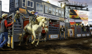 A cowboy on a bucking horse coming out of the chute at the Nova Scotia Stampede