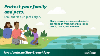 Graphic with information about blue-green algae