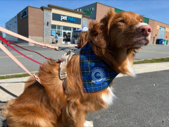 A duck tolling retriever wearing a Nova Scotia Loyal kerchief around her neck