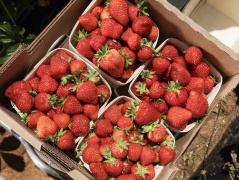 Four boxes of strawberries