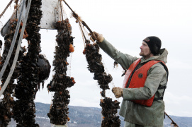 An aquaculture worker tending to shellfish