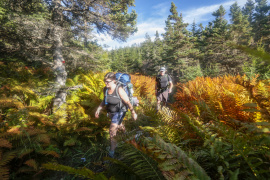 Two people hiking in the woods